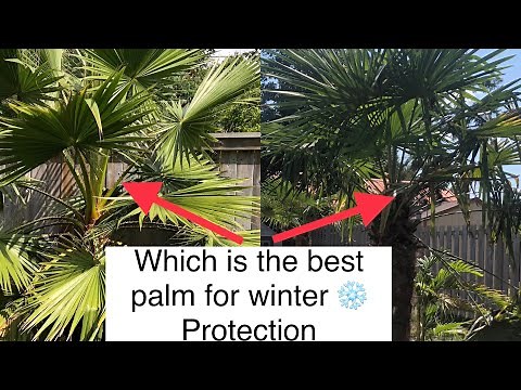 The best Palm for winter protection in a freezing cold climate