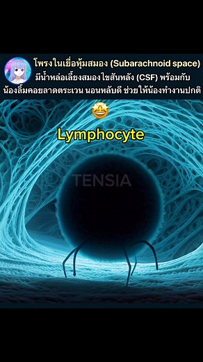 64K views · 2.8K reactions | โพรงในเยื่อหุ้มสมอง (Subarachnoid space) มีน้ำ CSF พร้อมเม็ดเลือดขาว lymphocyte คอยลาดตระเวน นอนหลับดี ช่วยให้น้องทำงานได้เต็มที่ #วิทยาศาสตร์ #สุขภาพดี #ชีววิทยา #ความรู้ | Tensia | Facebook