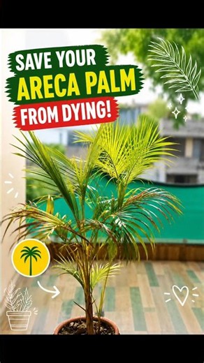 Save Your Areca Palm From Dying!