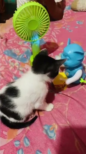 She is so happy. 😺❤️ #viral #cat #mostviral #viralvideo #mostpopular #viralshorts #viralcats #funny