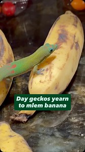 Day geckos yearn to mlem banana #gecko #lizard #reptile #cuteanimals #funnyanimals #funnyreels | geckgoals