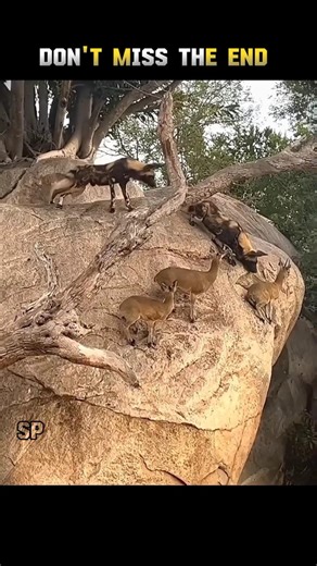 Wild Dog VS Antelope 😱 #shorts