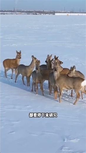 傻狍子之所以叫傻狍子，看完這個無語的視頻就徹底明白了