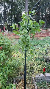 Anasazi bean harvest 🫘 🫶🏻 #growyourownfood #gardenharvest #gardenasmr #beans | DIY HomeGarden
