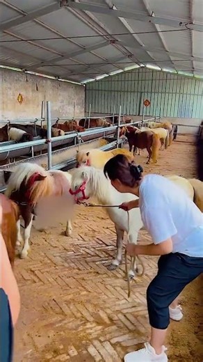 Raising Horses, Building Bonds Stronger Than Reins