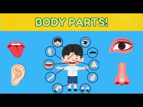 The Parts Of Body For Kids Learning
