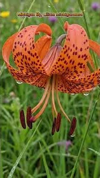 Ethnobotany and Traditional Uses of the Michigan Lily