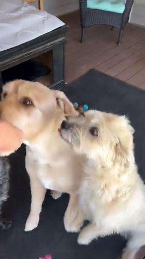 When it comes to diagnosing problem behavior, you should always rule out possible physical issues first! Next time your dog has diarrhea or constipation, try making these simple 3 ingredient treats. 1/2 a cup of pumpkin puree 1/2 a cup of greek yogurt And 1/2 a cup of bone broth for dogs. Blend all together until smooth and pour into silicone molds. Freeze for a few hours and use as a topper or give them out as treats! Pumpkin is high in fiber and great for digestive health. Greek yogurt has pro