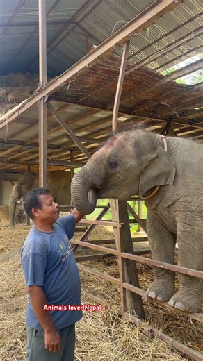 Punturi giving blessing 😲