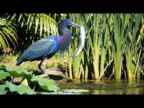 Most Beautiful & Strangest Birds Compilation | Rare, Exotic & Unexpected