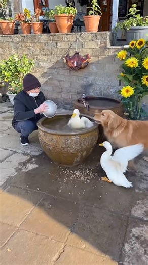 A Dog Wants to Play in the Duck House… BIG Mistake 😂🐶🦆#shorts #viral