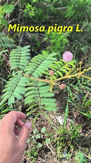 *Mimosa pigra* L. closes when you touch it #plants #flowers #nature #garden #plants #mimosas