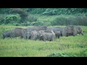 Assam NGO 'Hati Bondhu' plugged human-animal conflict by cultivating food for wild elephants in I...