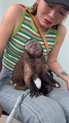 9.3K views · 367 reactions | Such a good little monkey while eating!#pets #petlovers #capuchinmonkey #cute | Moneky Capu | Facebook