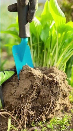 Best Gardening Tricks to Care for Hostas #houseplants #indoorplants #hosta