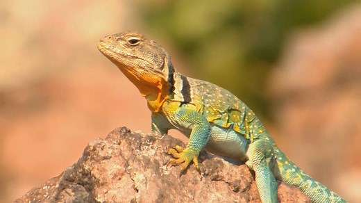 12K views · 135 reactions | COLLARED LIZARDS – This colorful, long-tailed lizard has some interesting characteristics. AskMDC provides some details in this short video. #WisdomWednesday -- Kristie@MDC | Missouri Dept. of Conservation | Facebook