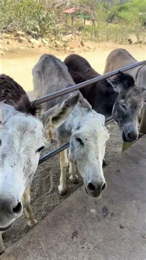 Aruba Donkey Sanctuary 🫏🌴