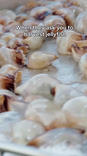 Harvesting Jellyfish: A Unique Fishing Technique Revealed