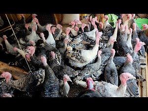 Turkey Farming| House Progress #uganda #poultryfarming #farmup farmup #turkeyhouse #turkeyhunting