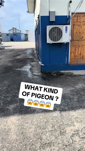 Rare Pink Pigeon Sighting! Unbelievable Coloration