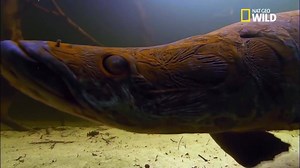 Faites connaissance avec le pirarucu (Arapaima), un des plus grands poissons d'eau douce du monde | Nat Geo Wild France