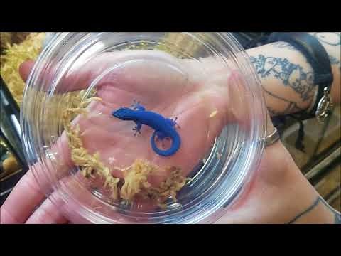Stunning Electric Blue Geckos at LLLReptiles Menifee Store!