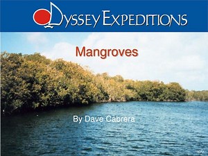 PPT - Mangroves PowerPoint Presentation, free download - ID:9478331