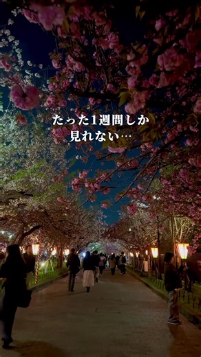 【入場無料】申し込みのコツは…↓ ┈┈┈┈┈ 大阪春の風物詩、 造幣局の桜の通り抜け🌸 今年で143年を迎える 歴史あるイベント😳 140品種331本の桜が見れて 見たことのないような桜がたくさん🥺✨ これが入場無料で楽しめるのは驚きです🫨 数年前から完全事前申し込み制で、 すぐ枠が埋まる人気ぶり…！ 今年は4/9(木)から4/15(水)の開催。 申し込み受付開始すぐは なかなかネットが繋がらないぐらい混み合います😳 特に金土日から埋まりやすい⚠️！ 全日程満席になっても、 意外とキャンセル拾いで申し込めます。 特に当日はごそっと枠が空くことも多いです🤫✨ 昼間も綺麗ですが、個人的には ぼんぼりに灯りが灯る夜の時間帯も好きです🥰 申し込み枠は30分単位で 最後の枠は19:00〜19:30の入場。 ただ開催時間が19:30までで ギリギリに入るとゆっくり見れないので 遅くても19:00までの入場がおすすめです！ 私が行った時は19:45〜50くらいに 消灯されました…！ 遅咲きの桜が多いから、開催期間中の後半の方が咲いてることが多いかも…？！ ぜひ行ってみてね😊 【客層】