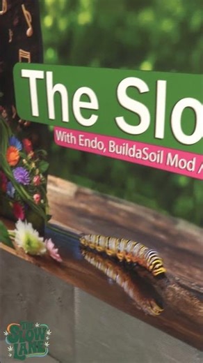 How Fungi Let Plants Talk Beneath the Soil