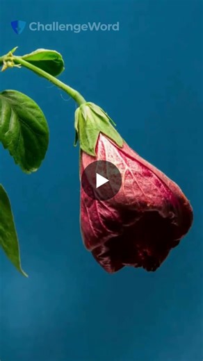 #motivationalmonday #socialengineering #vishing #smishing #cybersecurity #staysafeoutthere #ciso #socialengineeringattacks | ChallengeWord