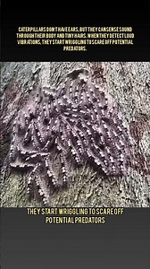 Unique Fact: Caterpillars Can "Hear" Without Ears