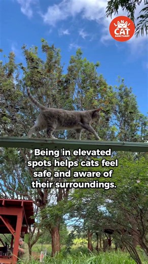 Did you know cats love being up high? 🐾🌴