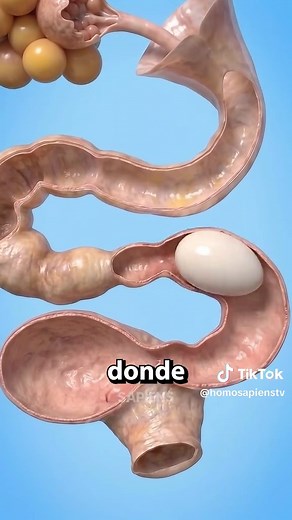 ¿Cómo se forman los huevos de una gallina? Explicación paso a paso