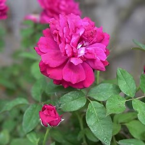 161K views · 892 reactions | Unlock The Secret To Growing Orchids That Will Help Orchids Bloom Like Crazy | Balcony & Garden | Facebook