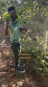 Today we are chewing Miraa from my Farm in Ukambani.. #ukamba #ukambani #ukambanifinest #ukambanitiktokers #ukambanitrending #NdetyVisuals #kambatiktokers #wamusyi #Kambanation #miraa #khat | Ndety Visuals | Facebook