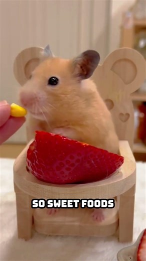Can Hamsters Eat Fruits Safely