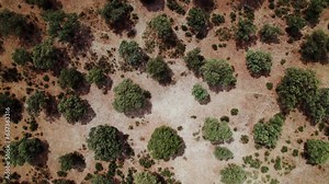 Top view of the crowns of trees among dry grass, savannah on a hot summer day