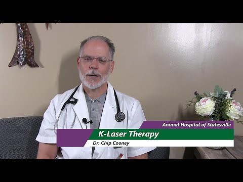 K Laser Therapy Can it Help my Pet?