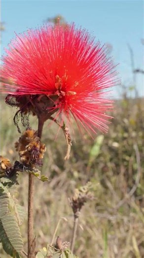 The Stunning Red Calliandra 🌺 #Shorts #Powderpuff