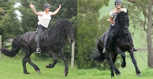 173 reactions · 15 shares | Discover how to overcome a riding fear and ride confidently without feeling nervous, anxious or out of control! Learn these 3 secrets that will have you excited about getting back on your horse and get the freedom to enjoy your riding the way you want. Click Below To Join Me In This FREE Class. | Your Riding Success | Facebook