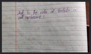 What is the function of permeases in cell membrane?... | Filo