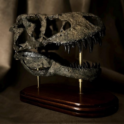Tyrannosaurus Rex Skull Replica – Realistic Dinosaur Fossil Replica – 3D Printed & Hand Painted Collectible - Etsy