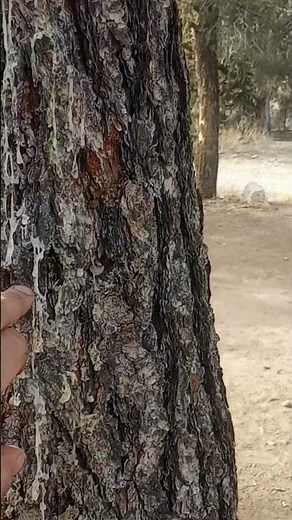 quick field tip for removing pine sap and tar from your hands in the woods!