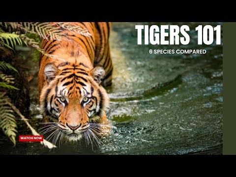 Tigers 101: The 6 Species Compared