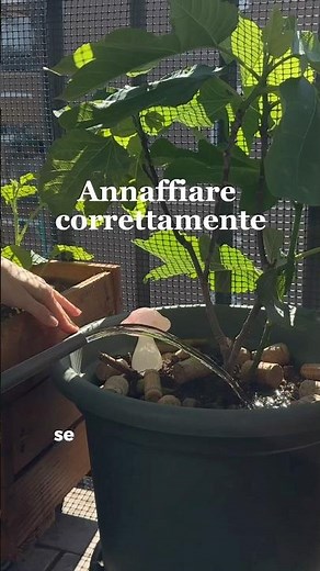 Come annaffiare correttamente le piante 💦