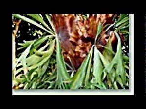 Sorten und Arten des Platycerium / Farne