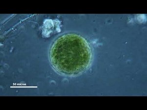 Calibration slide. Portaobjetos de calibración con varias escalas