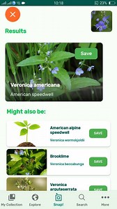 PlantSnap.com identifies American speedwell (Veronica americana), a plant native to temperate and arctic Asia and North America where it grows in streams and bottomlands. | PlantSnap | Facebook
