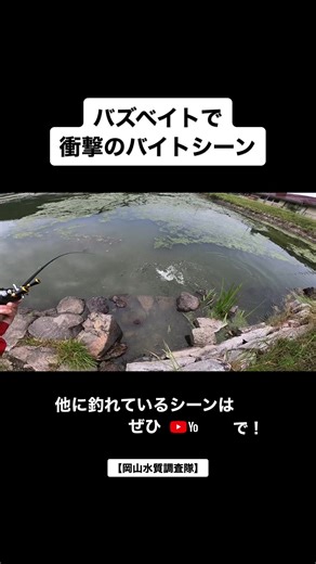 バイト丸見えです。#バス釣り #トップウォーター#バズベイト #バスフィッシング #釣り #岡山水質調査隊 #ひろキチ三平 #バス釣りYouTube #レイドジャパン #RAIDJAPAN #岡山バス釣りユーチューバー #岡山バス釣り #岡山野池 #ため池 #野池