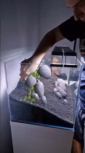 Full Iwagumi Aquascape Build video + new Inhabitants for this beautiful aquarium